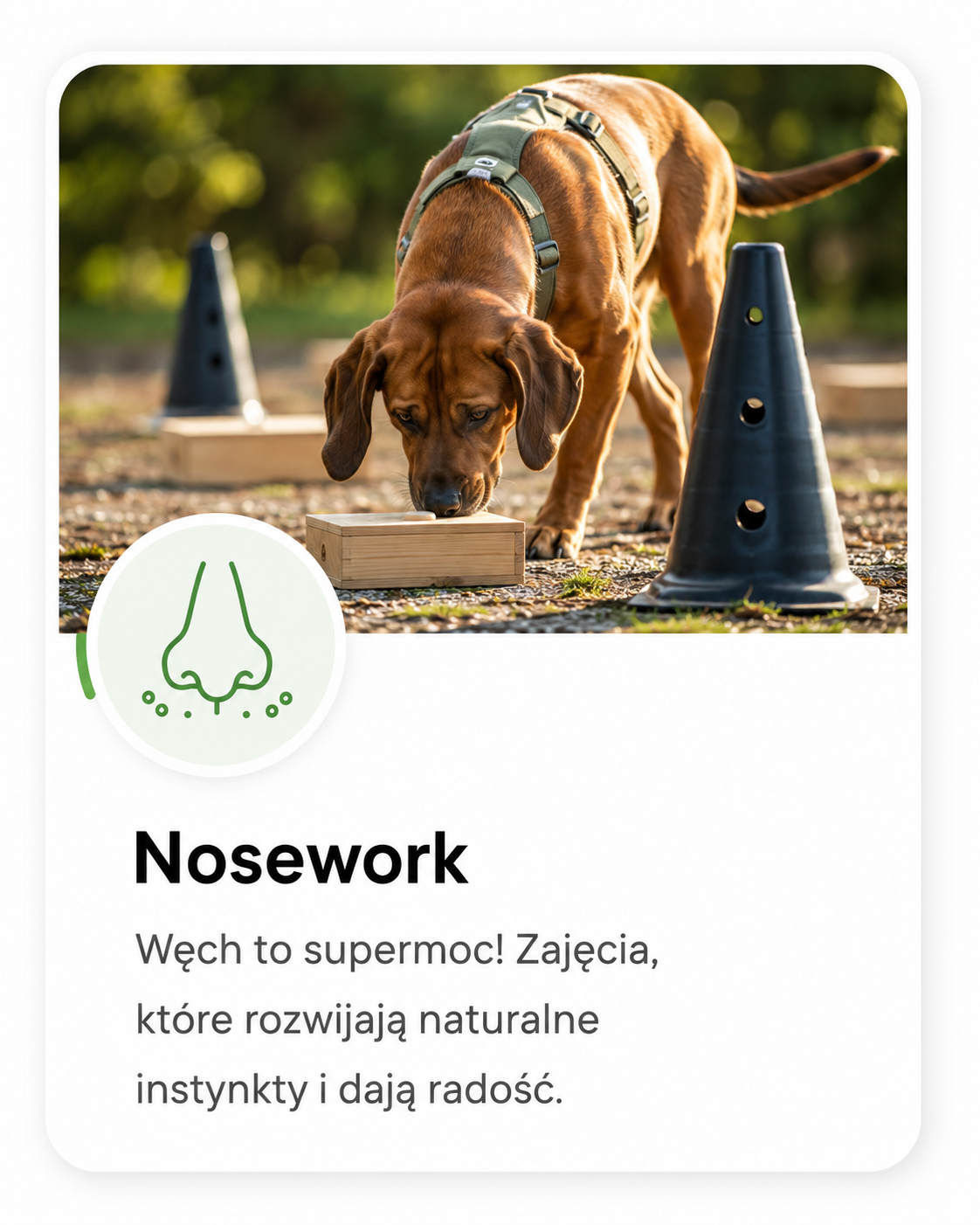 Pies pracujący nosem podczas noseworku